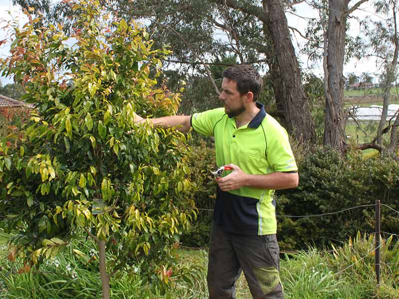 Tree-Removals-Yarra-Valley
